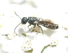 Sapygina decemguttata