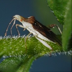 Harmostes fraterculus