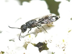 Sapygina decemguttata