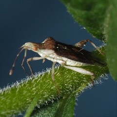 Harmostes fraterculus