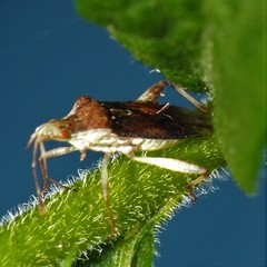 Harmostes fraterculus