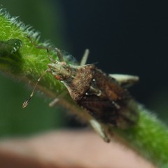 Harmostes fraterculus