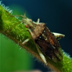 Harmostes fraterculus