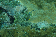 Plectroglyphidodon dickii