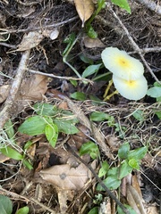 Leucocoprinus fragilissimus image