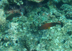 Cephalopholis urodeta