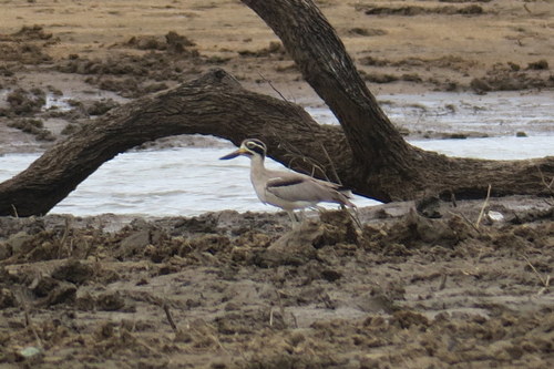 Esacus recurvirostris