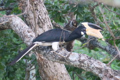 Anthracoceros coronatus