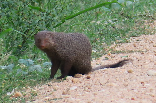 Urva smithii