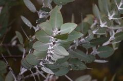 Eucalyptus pleurocarpa