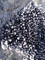 Mytilaster solisianus