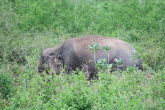 Elephas maximus maximus