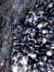 Mytilaster solisianus