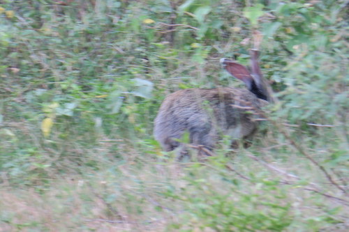 Lepus nigricollis