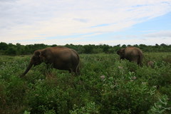 Elephas maximus maximus