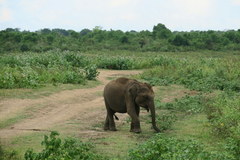 Elephas maximus maximus