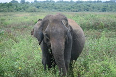 Elephas maximus maximus