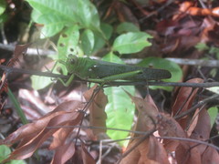 Tropidacris collaris