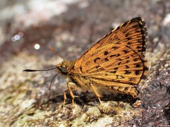 Ampittia virgata