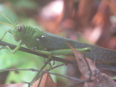 Tropidacris collaris