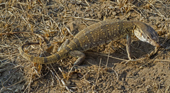 Varanus griseus koniecznyi