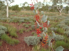 Grevillea wickhamii hispidula