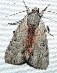 Catocala gracilis