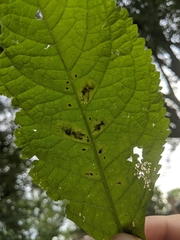 Calycomyza flavinotum