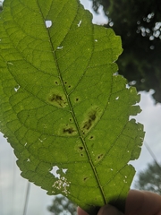 Calycomyza flavinotum