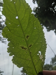 Calycomyza flavinotum