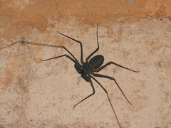Phrynus operculatus
