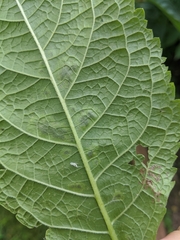 Calycomyza flavinotum