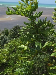 Cupania