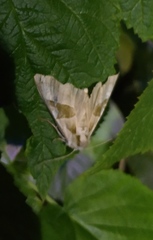 Phlogophora scita