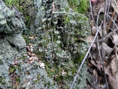Cladonia deformis