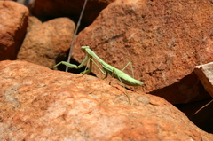 Pseudomantis