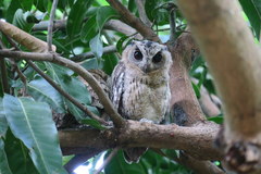 Otus bakkamoena