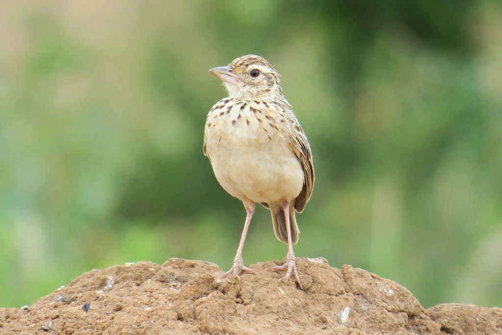 Jerdon's Bushlark