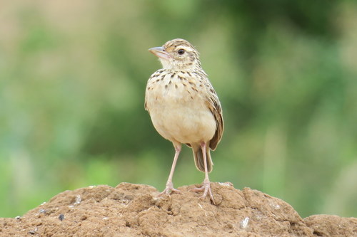 Plocealauda affinis