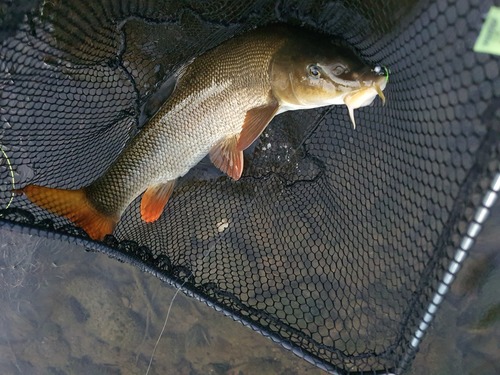 Barbel (Barbus barbus) — Cyprinidae — 5