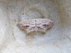 Scopula cacuminaria