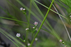 Euphorbia polyphylla