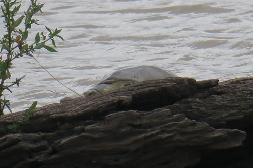 Lissemys ceylonensis