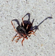 Hyalomma