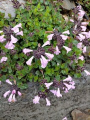 Clinopodium laxiflorum