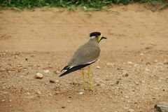 Vanellus malabaricus