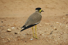 Vanellus malabaricus