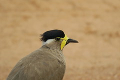 Vanellus malabaricus