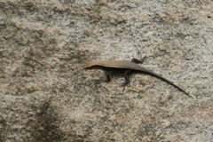 Eutropis madaraszi