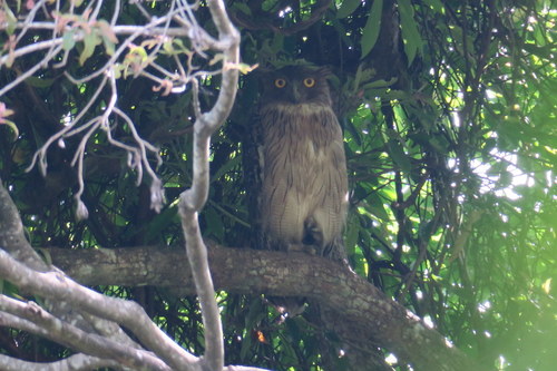 Ketupa zeylonensis